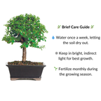 Jade Bonsai Plant in Ceramic Pot 5 Years 30 cm