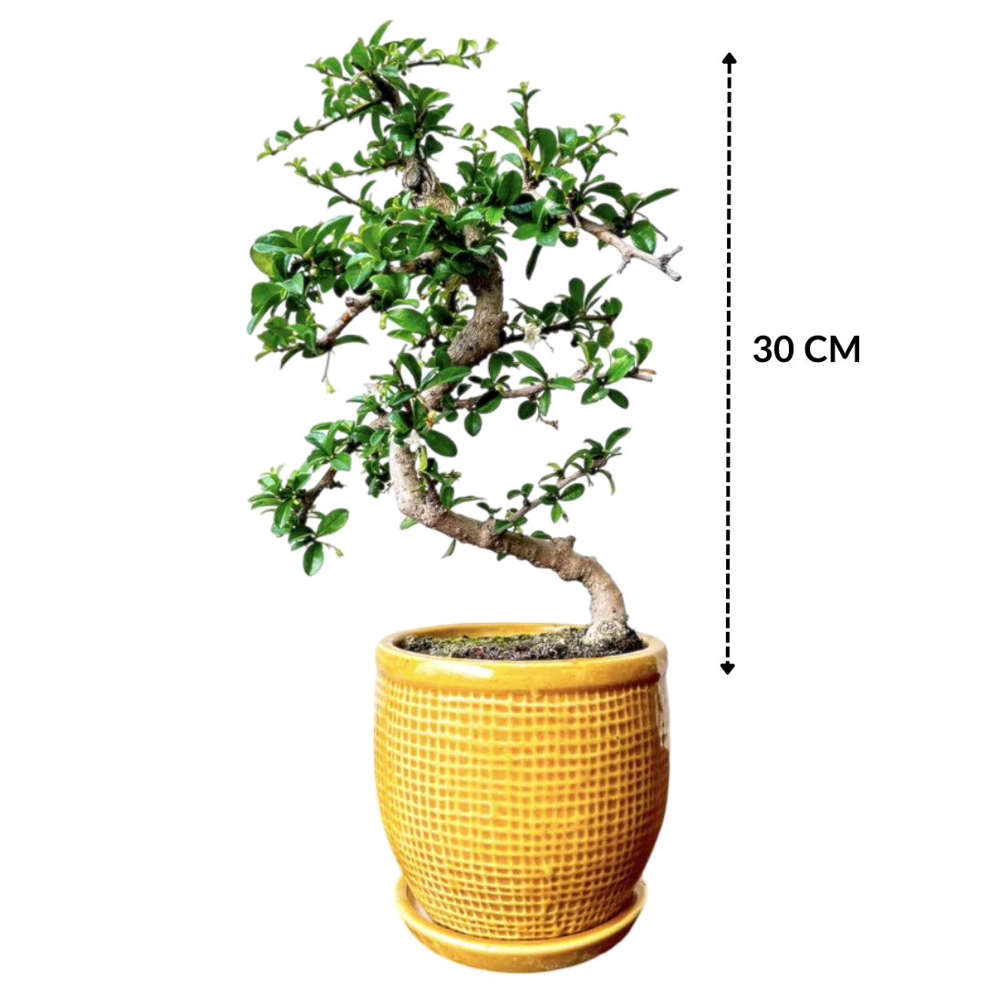 Carmona Flowering Bonsai Plant Ceramic Bonsai Pot with Tray 4 Years 30 cm