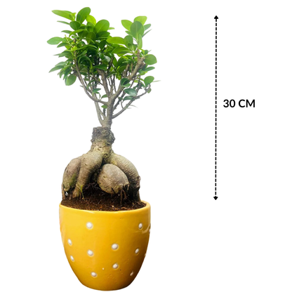 Ficus Indoor Bonsai Plant in Premium Dotted Pot for Home Decor
Success
