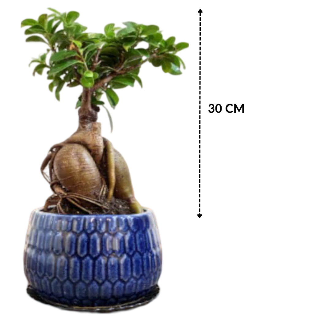 Ficus Indoor Bonsai Plant in Blue Pot