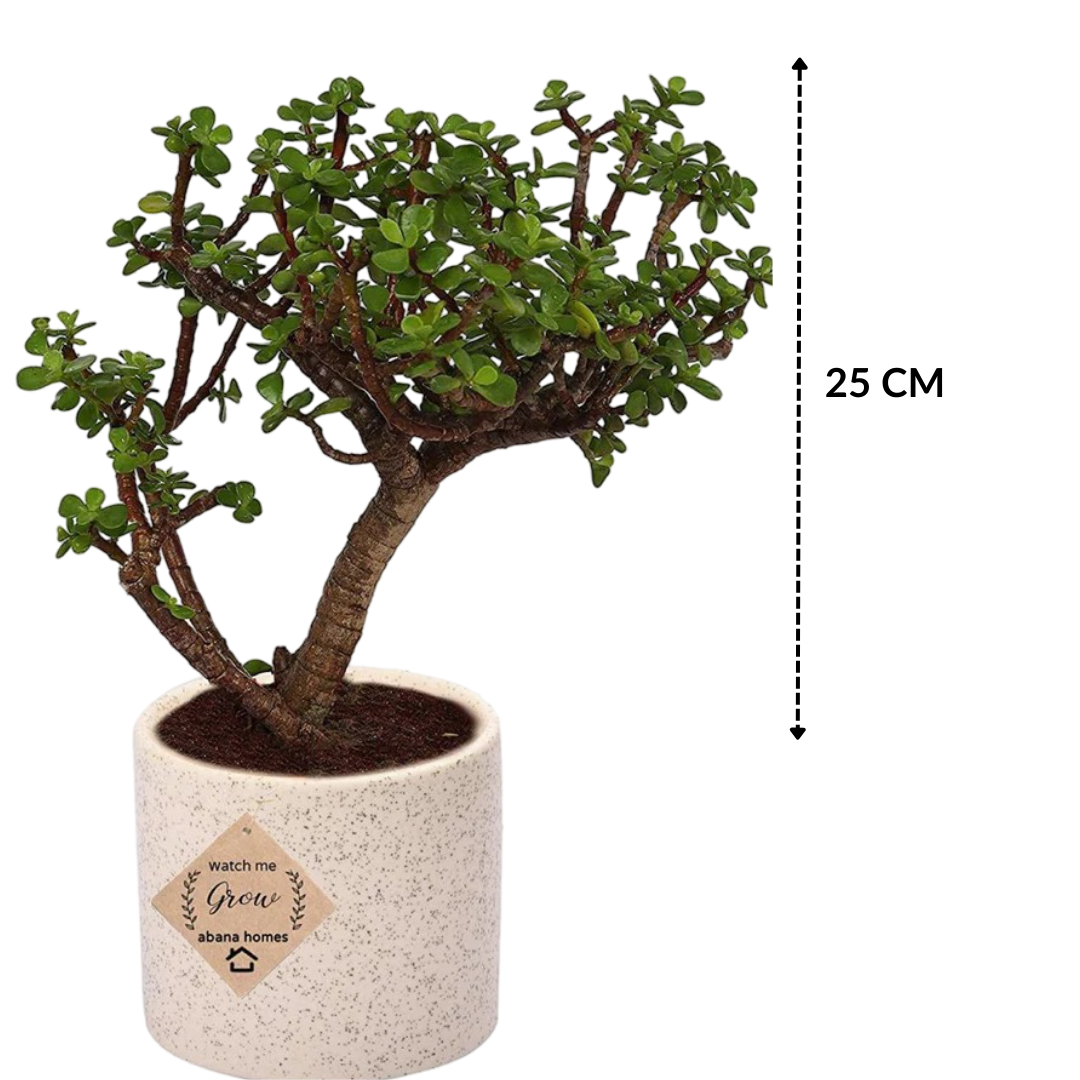 Jade Bonsai in Ceramic Pot