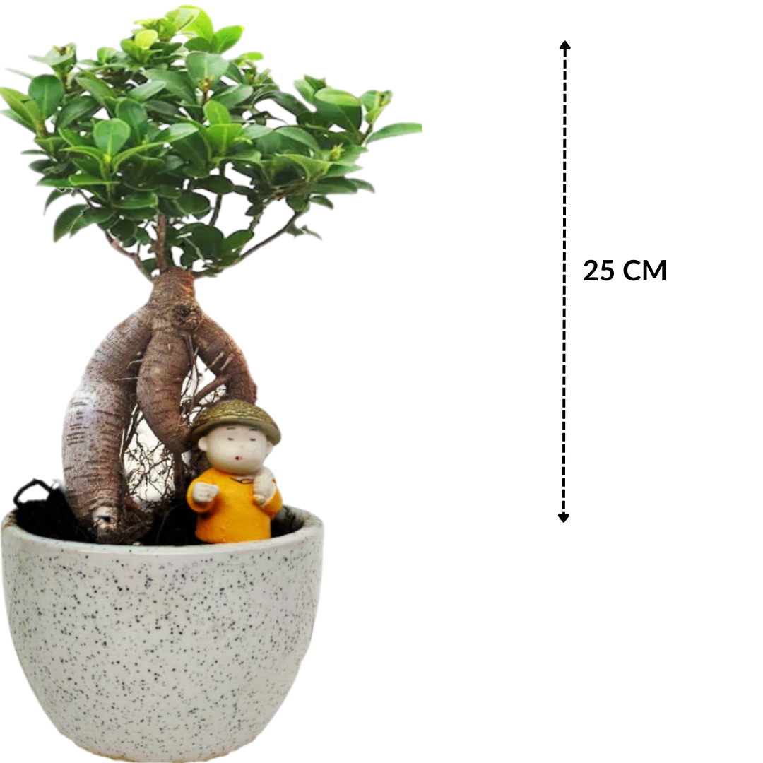 Ficus Bonsai Plant with Figurine