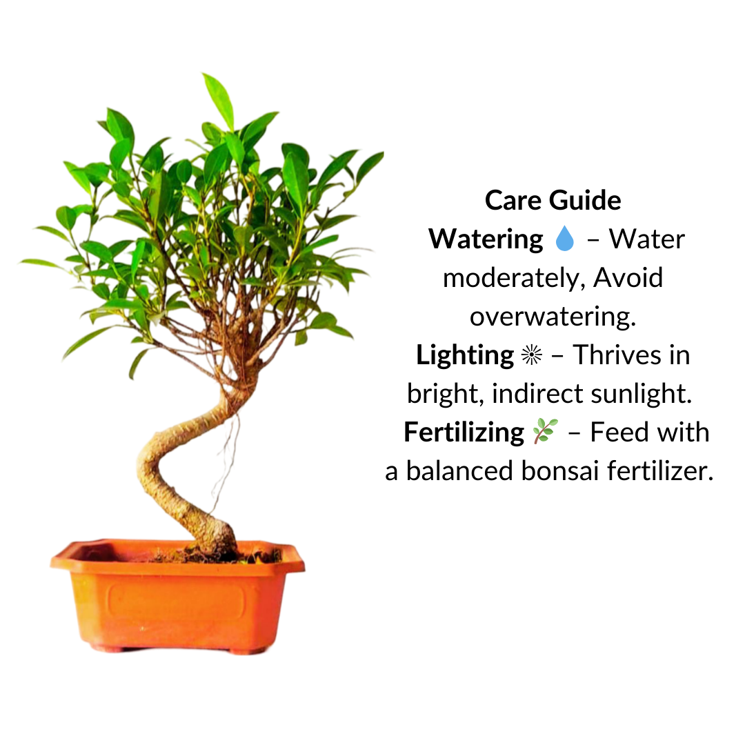 Ficus Bonsai Plant in PP Pot