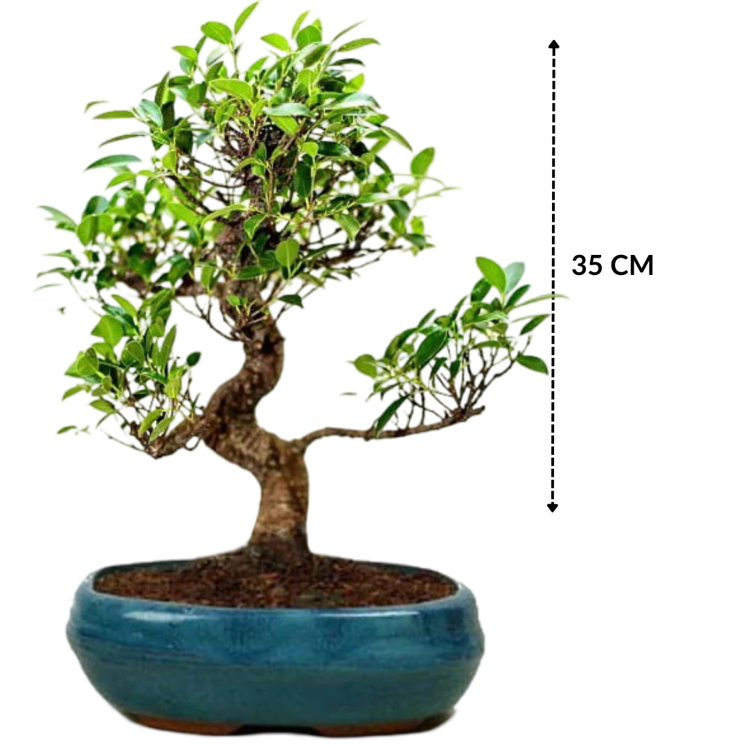 Exotic Ficus Plant Bonsai Tree 9 years 35 cm