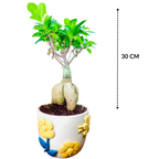 Ficus Indoor Bonsai Plant in Premium Pot