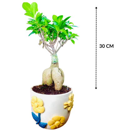 Ficus Indoor Bonsai Plant in Premium Pot