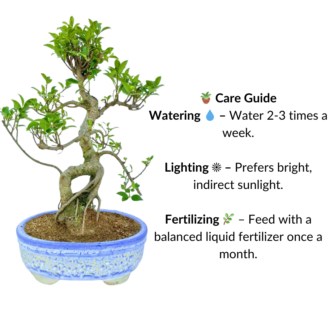 Ficus Indoor Bonsai Tree 15 year 35 cm