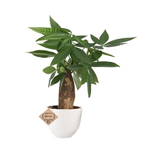 Buy Pachira Bonsai Tree In Growing Pot - Abana Homes