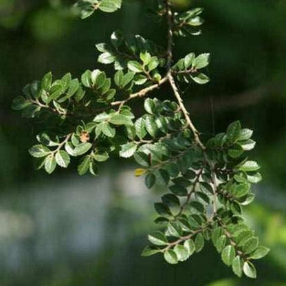 Buy Chinese Elm Bonsai Tree 6 Yrs - Abana Homes