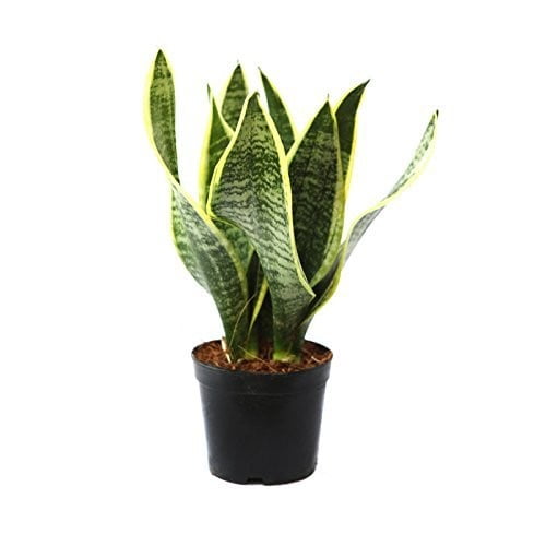 Buy Snake Plant - Best air purifier - Abana Homes