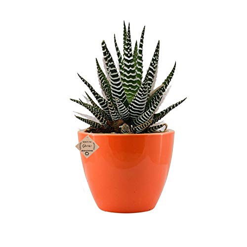 Buy Succulent Haworthia Attenuata Zebra Plant with Beautiful White Ceramic Pot - Abana Homes