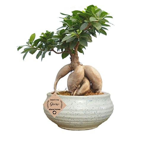 Buy Ficus Indoor Bonsai 8yo - Abana Homes