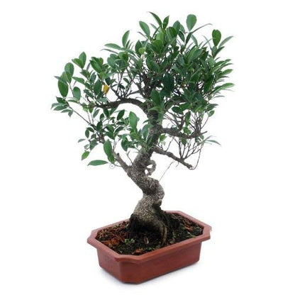 Ficus Bonsai Live Tree 9 Yrs Old 35cm