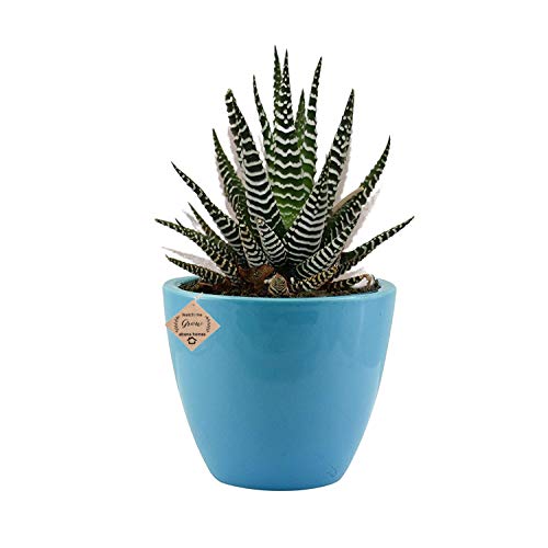 Buy Succulent Haworthia Attenuata Zebra Plant with Beautiful White Ceramic Pot - Abana Homes