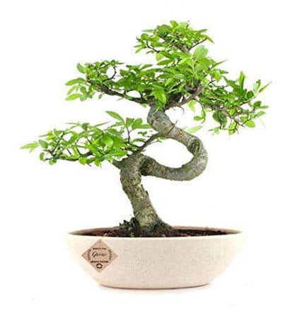 Chinese Elm Bonsai Tree 9 Years 30 cm White Boat Shaped Pot