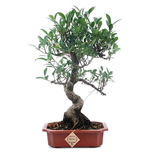 Ficus Bonsai Live Tree 9 Yrs Old 35cm