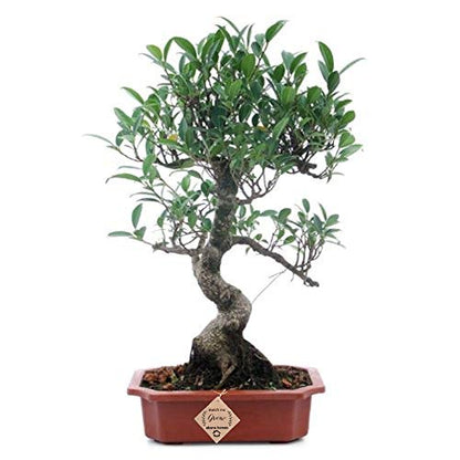 Ficus Bonsai Live Tree 9 Yrs Old 35cm