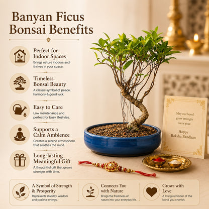 4 Year Ficus Banyan Bonsai Rakhi Hamper