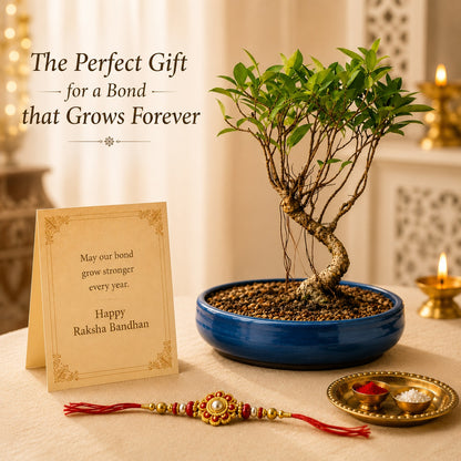 4 Year Ficus Banyan Bonsai Rakhi Hamper