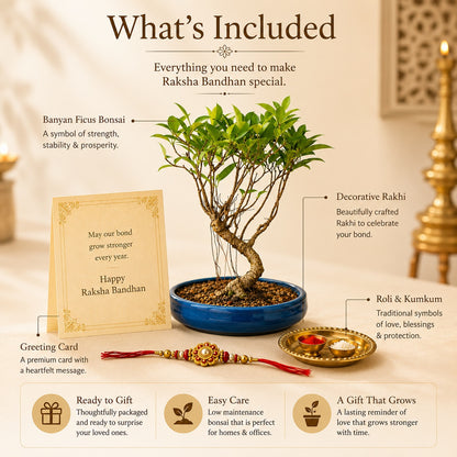 4 Year Ficus Banyan Bonsai Rakhi Hamper