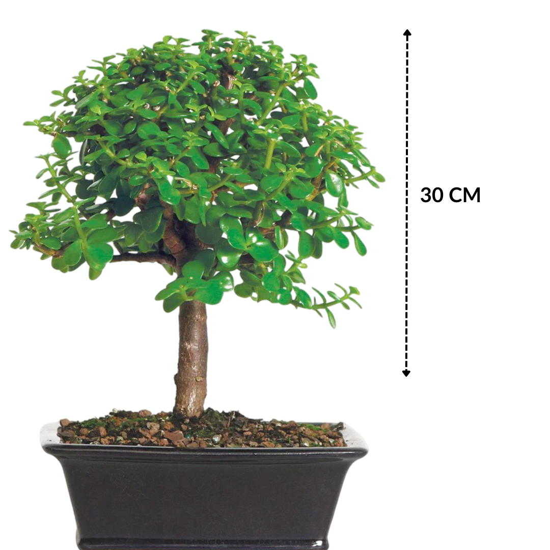 Jade Bonsai Plant in Ceramic Pot 5 Years 30 cm
