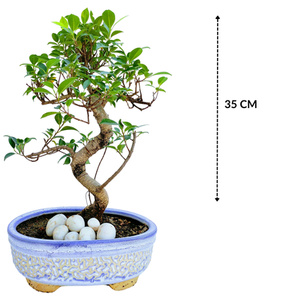 Aerial Root Ficus Bonsai Tree 10 Years 35 cm