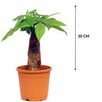 Pachira Bonsai Tree In Growing Pot