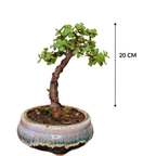 Jade Bonsai Plant Upright Informal 20 cm