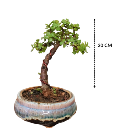 Jade Bonsai Plant Upright Informal 20 cm