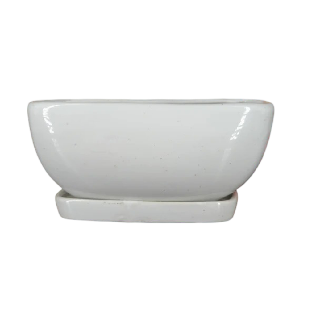 Chinese Elm Bonsai Tree 5 Years 30 cm in Bonsai Pot with Tray