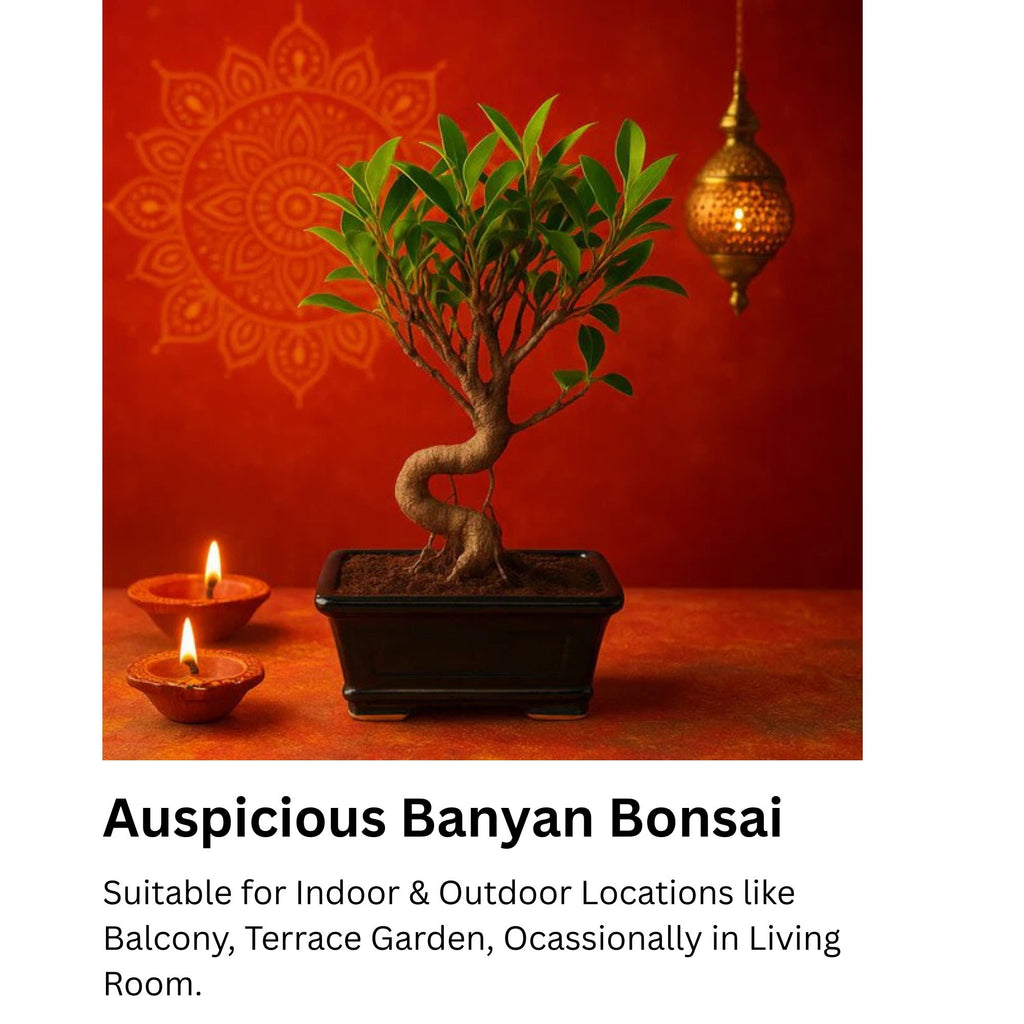 4-Years-Old Ficus Banyan Bonsai Tree 25-30cm Tall