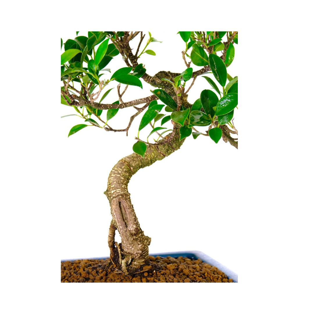 Ficus Retusa Bonsai Tree – 12 Years Old, 42 CM Tall