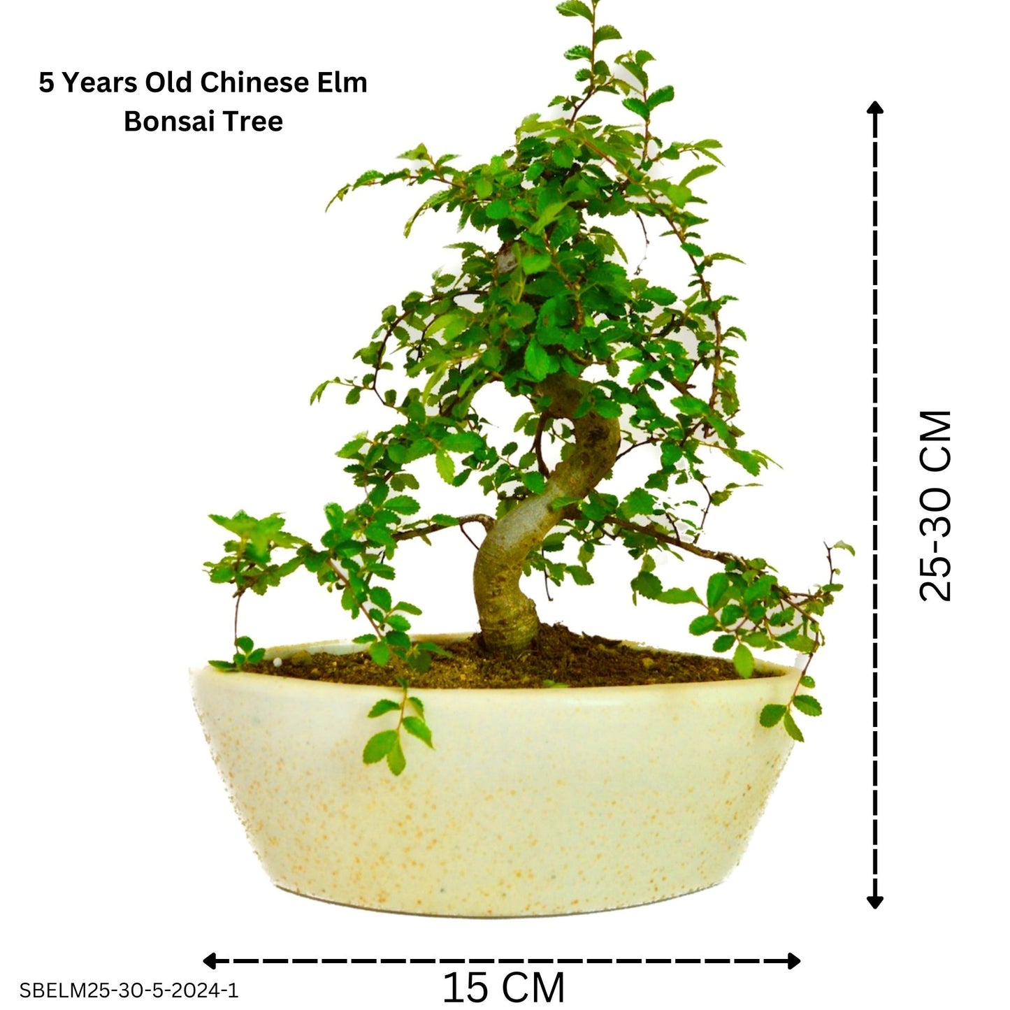 Buy Chinese Elm Bonsai 5 Years 25 cm - Abana Homes