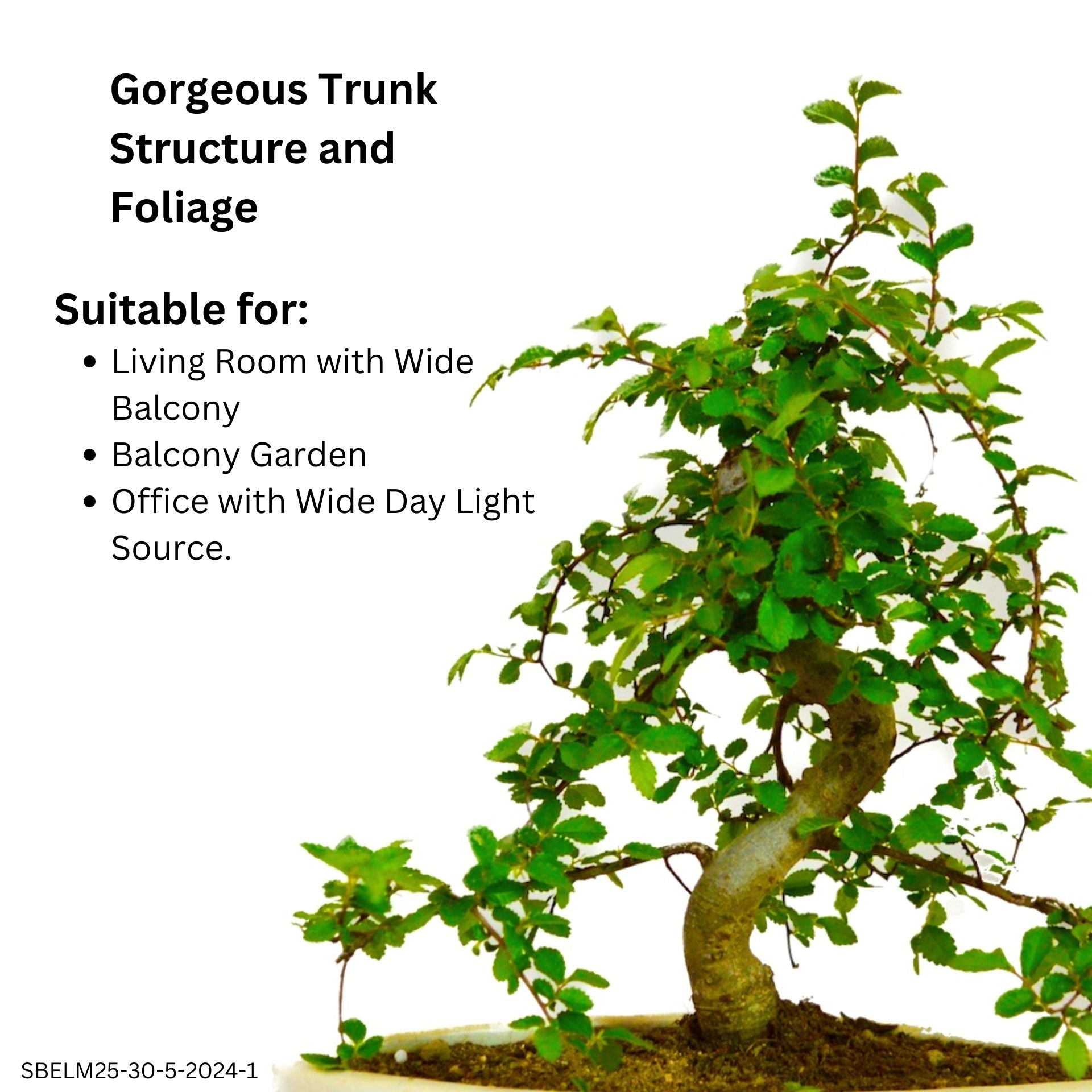 Buy Chinese Elm Bonsai 5 Years 25 cm - Abana Homes