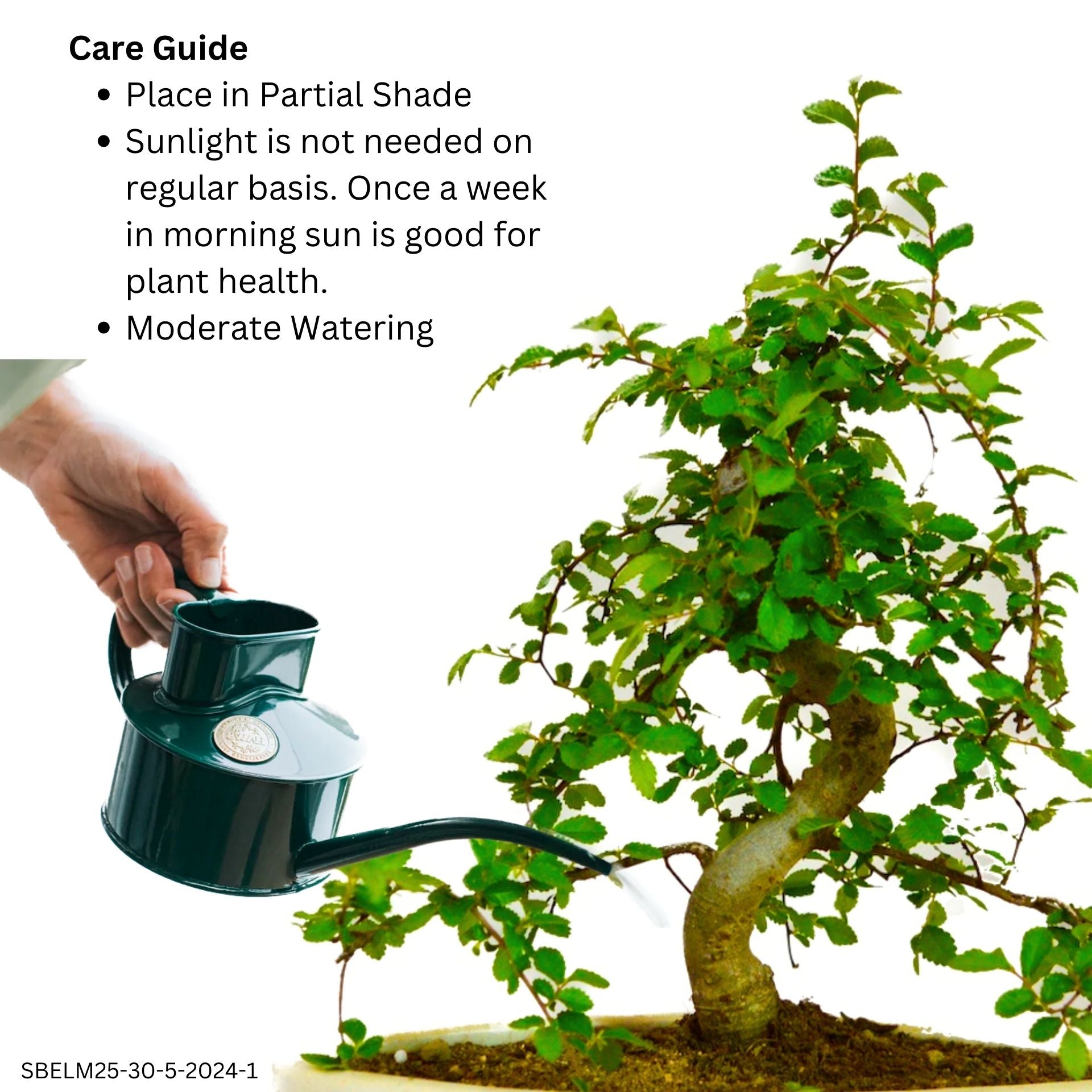 Buy Chinese Elm Bonsai 5 Years 25 cm - Abana Homes