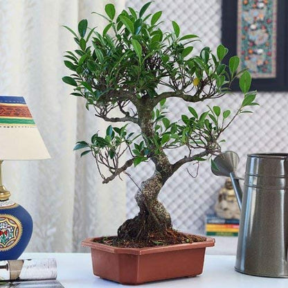 Ficus Bonsai Live Tree 9 Yrs Old 35cm