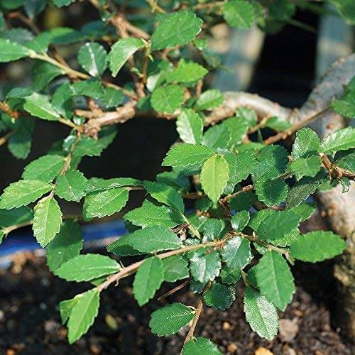 Chinese Elm Bonsai Tree 9 Years 30 cm White Boat Shaped Pot