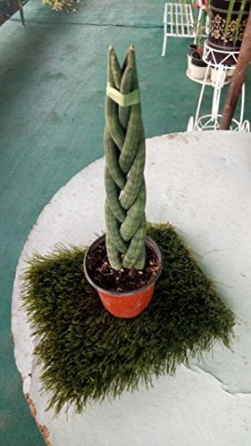 Buy Sansevieria Braided Live Plant with Pot - Abana Homes