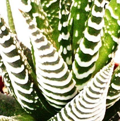 Buy Succulent Haworthia Attenuata Zebra Plant with Beautiful White Ceramic Pot - Abana Homes