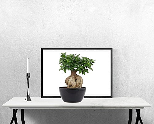 Ficus Microcarpa Bonsai 5 Year Black Pot