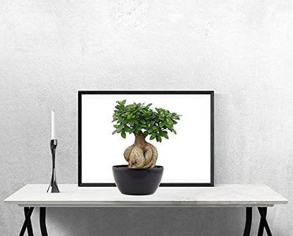 Ficus Microcarpa Bonsai 5 Year Black Pot