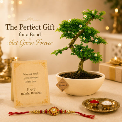 5 Year Carmona Flowering Bonsai Rakhi Hamper