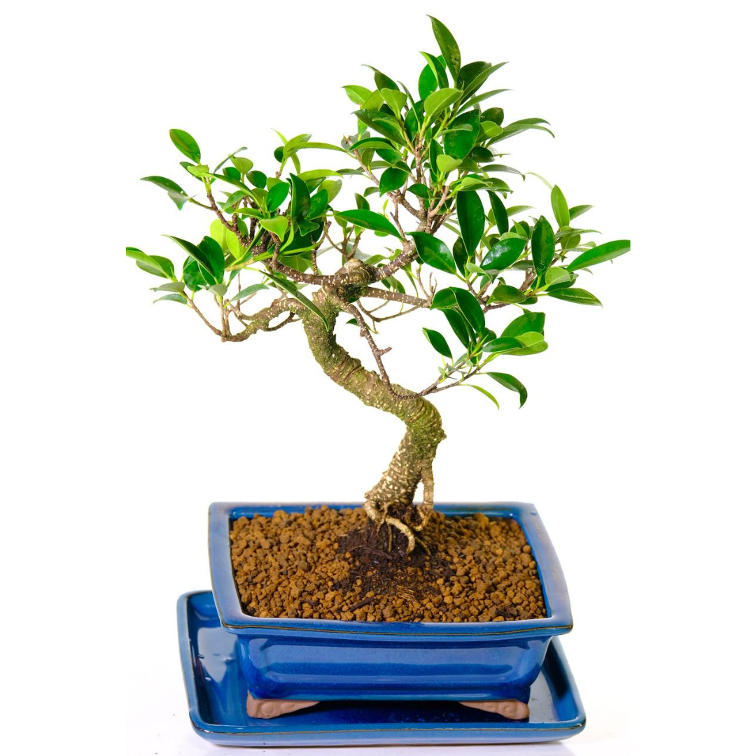 Ficus Retusa Bonsai Tree – 12 Years Old, 42 CM Tall
