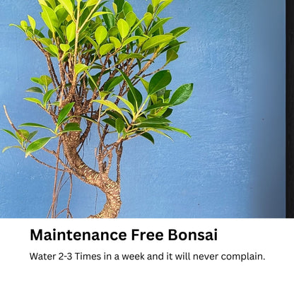 4-Year-Old Banyan Bonsai Tree | 25 cm S-Shaped in Ceramic Pot