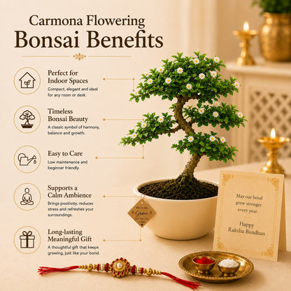 5 Year Carmona Flowering Bonsai Rakhi Hamper