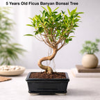 5-Years-Old Banyan Bonsai Tree 30cm Tall