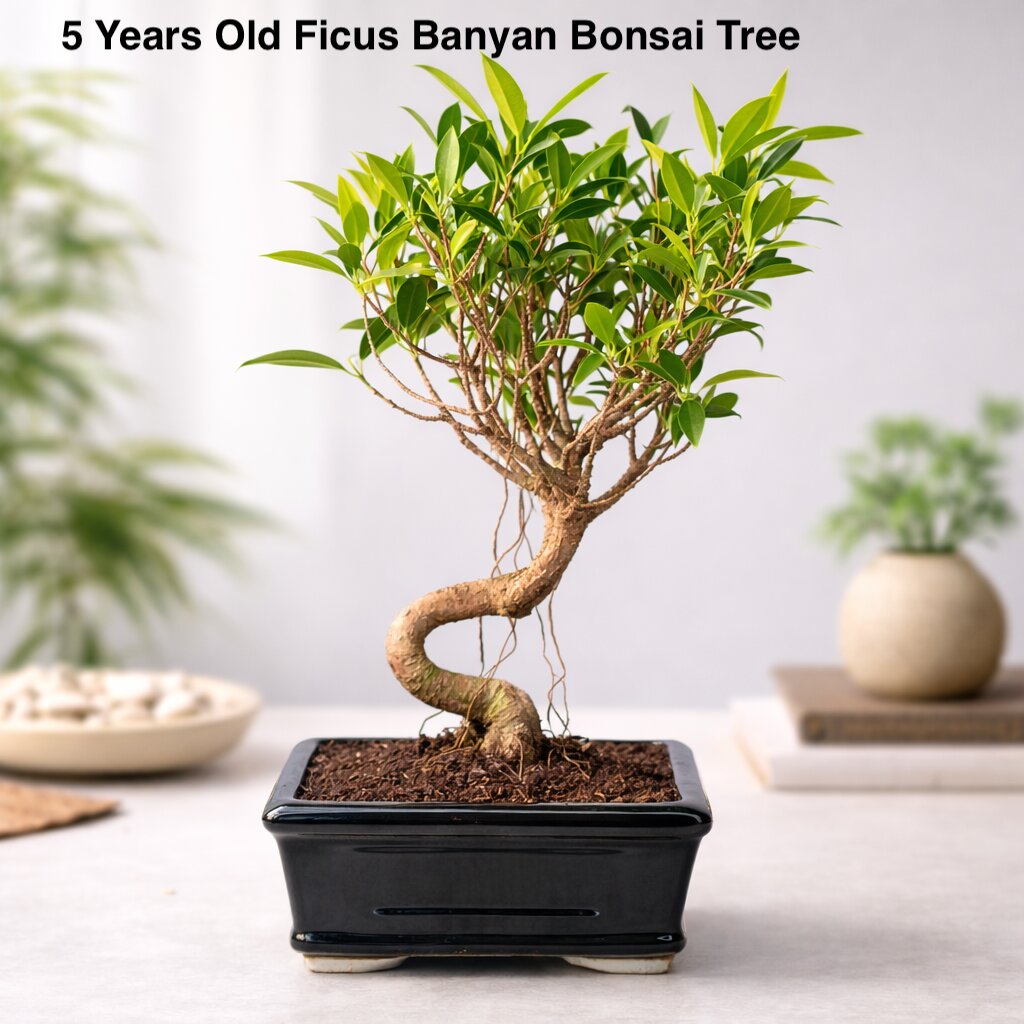 5-Years-Old Ficus Banyan Bonsai Tree 30cm Tall