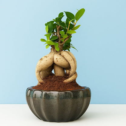 Ficus Indoor Bonsai Plant in Blue Pot