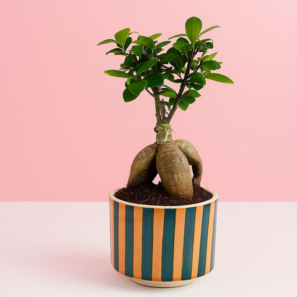 Ficus Indoor Bonsai Plant in Premium Striped Pot for Home Decor