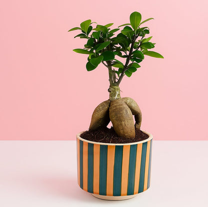 Ficus Indoor Bonsai Plant in Premium Striped Pot for Home Decor